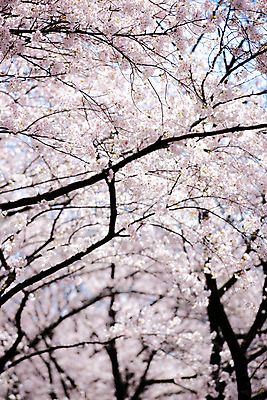 포토 JPG 주간 자연 풍경 사람없음 야외 일본 벚꽃 벚나무 국내포토 자연요소 나무 꽃 아시아 생태계 파일형식