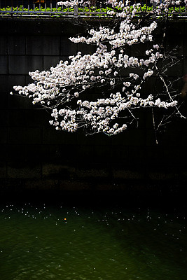 포토 JPG 주간 식물 사람없음 야외 강 일본 벚꽃 나뭇가지 벚나무 도쿄 메구로강 국내포토 자연요소 나무 꽃 아시아 파일형식