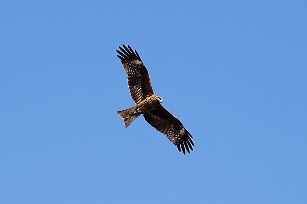 포토 JPG 주간 동물 한마리 하늘 사람없음 야외 일본 비행 독수리 국내포토 자연요소 1 아시아 조류 파일형식