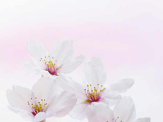 포토 JPG 식물 꽃 여러송이 사람없음 벚꽃 흰색 국내포토 컬러 다수 파일형식