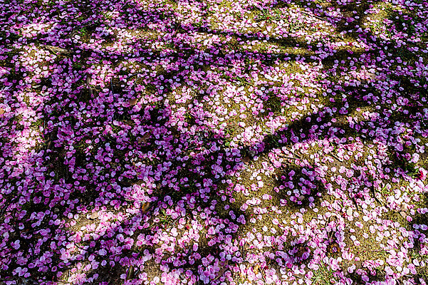 포토 JPG 주간 꽃잎 풍경 사람없음 야외 일본 벚꽃 벚나무 떨어짐 땅 낙화 국내포토 자연요소 나무 꽃 아시아 컨셉 파일형식