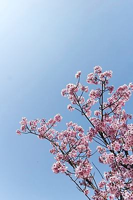 포토 JPG 주간 풍경 사람없음 야외 일본 벚꽃 벚나무 국내포토 자연요소 나무 꽃 아시아 파일형식