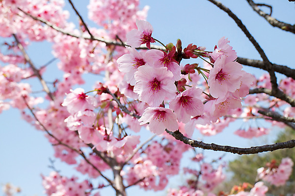 포토 JPG 주간 풍경 사람없음 야외 일본 벚꽃 벚나무 국내포토 자연요소 나무 꽃 아시아 파일형식