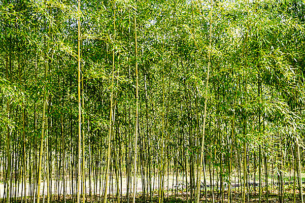 포토 JPG 주간 백그라운드 자연 여러그루 풍경 사람없음 야외 일본 대나무 대나무숲 국내포토 자연요소 나무 아시아 다수 숲 생태계 파일형식