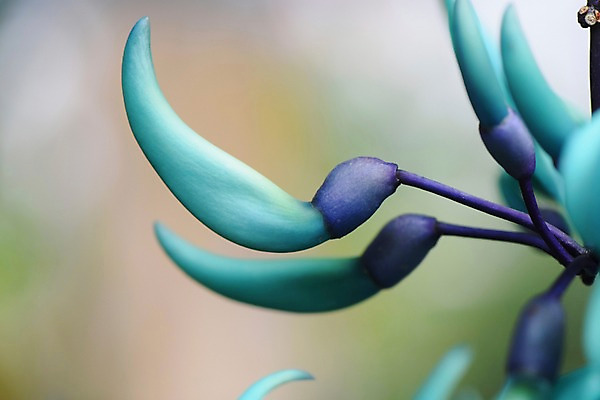 포토 JPG 식물 꽃 여러송이 사람없음 아웃포커스 꽃봉오리 옥색 국내포토 컬러 다수 촬영기법 파일형식