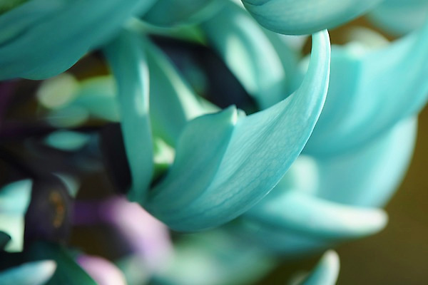 포토 JPG 식물 꽃 여러송이 근접촬영 사람없음 아웃포커스 옥색 국내포토 뷰포인트 컬러 다수 촬영기법 파일형식