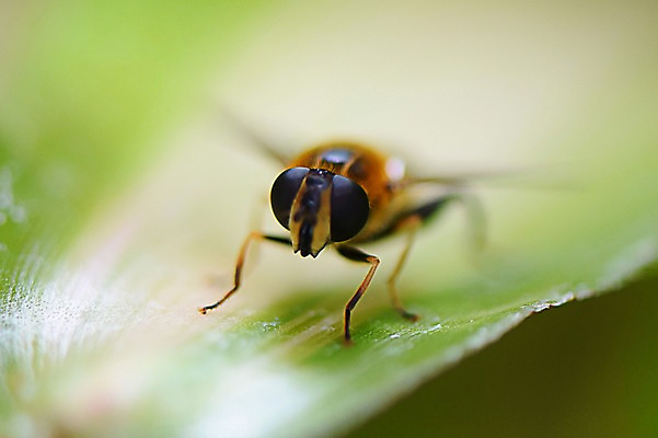 포토 JPG 동물 한마리 곤충 사람없음 벌레 국내포토 1 파일형식