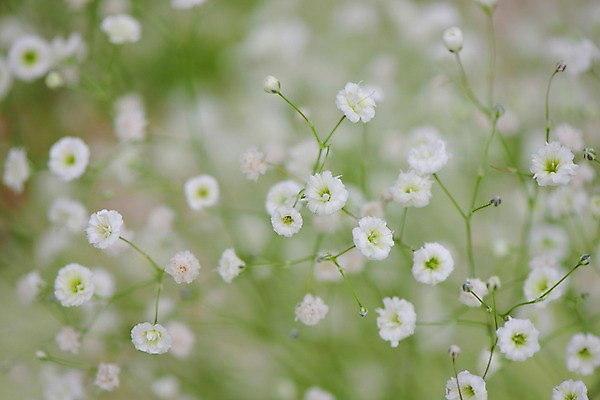 포토 JPG 식물 꽃 여러송이 사람없음 아웃포커스 흰색 안개꽃 국내포토 컬러 다수 촬영기법 한해살이풀 파일형식