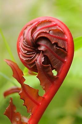 포토 JPG 주간 식물 잎 한송이 사람없음 야외 아웃포커스 빨간색 구부림 국내포토 자연요소 1 컬러 모션 촬영기법 송이 파일형식