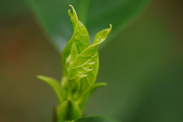 포토 JPG 식물 사람없음 아웃포커스 초록색 새싹 국내포토 컬러 촬영기법 파일형식