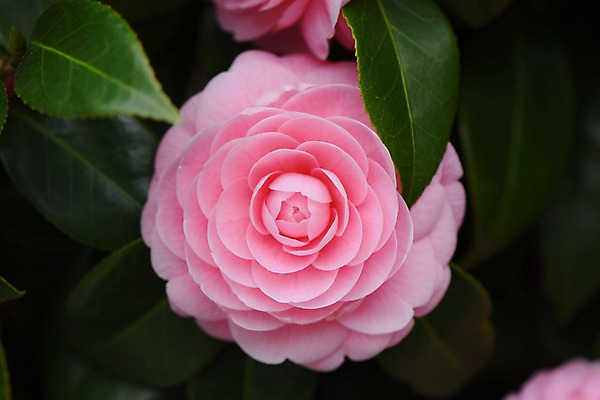 포토 JPG 식물 꽃 분홍색 한송이 사람없음 동백 국내포토 1 컬러 송이 파일형식