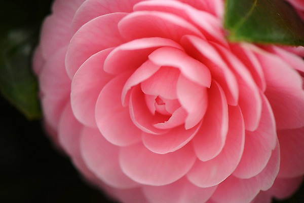 포토 JPG 식물 꽃 분홍색 한송이 사람없음 동백 국내포토 1 컬러 송이 파일형식