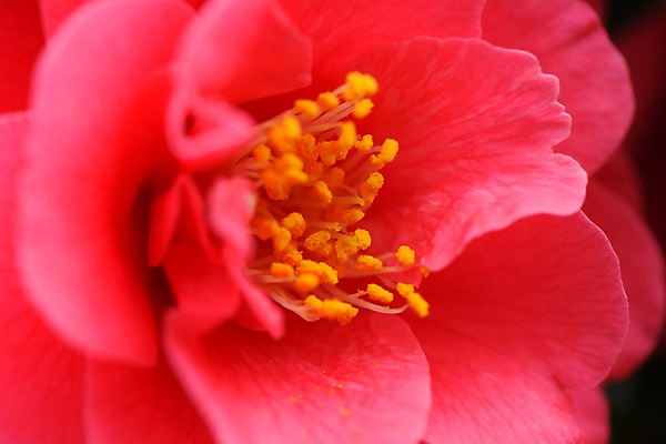 포토 JPG 식물 꽃 한송이 사람없음 빨간색 동백 국내포토 1 컬러 송이 파일형식