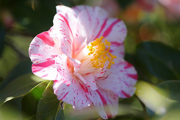 포토 JPG 식물 꽃 분홍색 한송이 사람없음 흰색 동백 국내포토 1 컬러 송이 파일형식