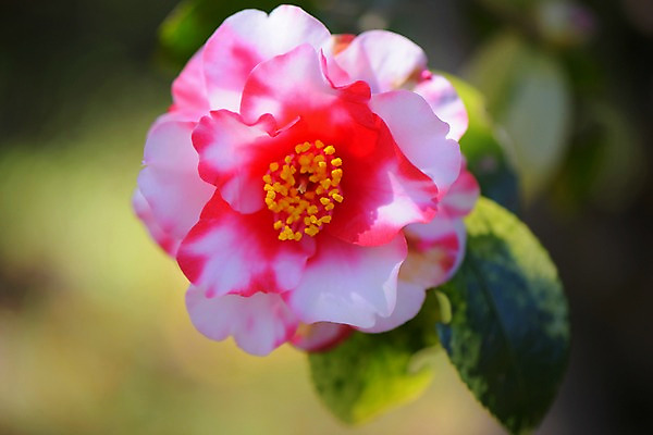 포토 JPG 식물 꽃 분홍색 한송이 사람없음 동백 국내포토 1 컬러 송이 파일형식