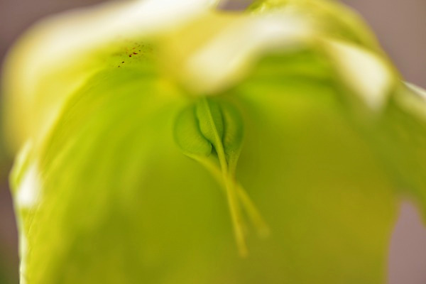 포토 JPG 식물 꽃 한송이 사람없음 초록색 크리스마스로즈 국내포토 1 컬러 송이 파일형식