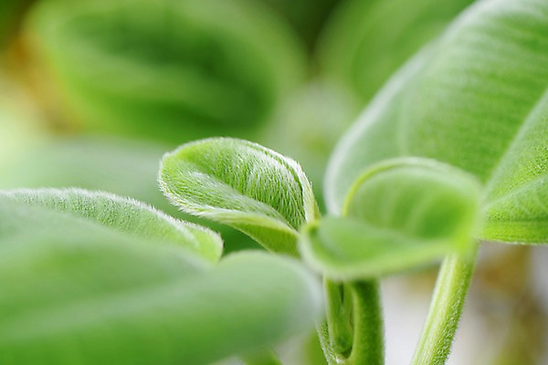 포토 JPG 식물 잎 사람없음 초록색 새싹 국내포토 컬러 파일형식