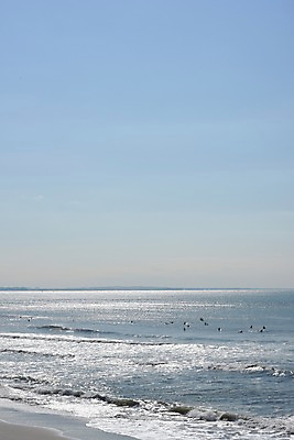 포토 JPG 주간 파도 바다 여러마리 자연 갈매기 풍경 사람없음 야외 일본 국내포토 자연요소 아시아 다수 조류 생태계 파일형식