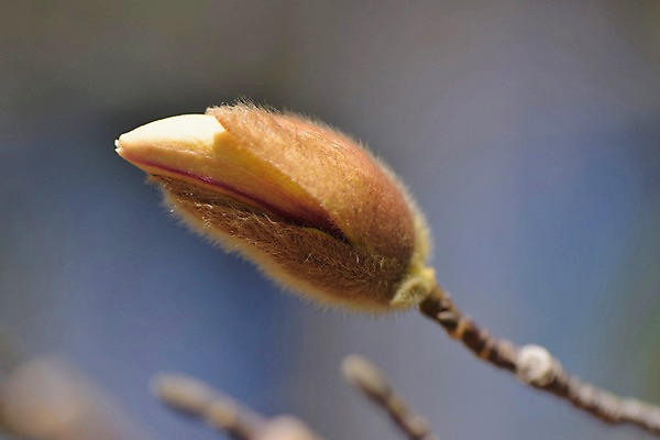 포토 JPG 식물 꽃 한송이 사람없음 꽃봉오리 목련 국내포토 1 송이 파일형식