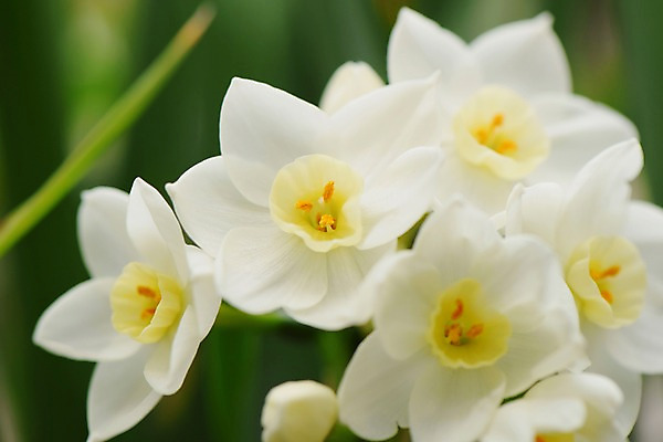 포토 JPG 식물 꽃 여러송이 사람없음 흰색 수선화 국내포토 컬러 다수 파일형식