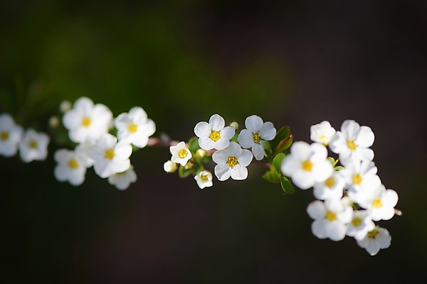 포토 JPG 식물 꽃 여러송이 사람없음 흰색 조팝나무 조팝나무꽃 국내포토 나무 컬러 다수 파일형식