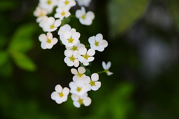 포토 JPG 식물 꽃 여러송이 사람없음 흰색 조팝나무 조팝나무꽃 국내포토 나무 컬러 다수 파일형식