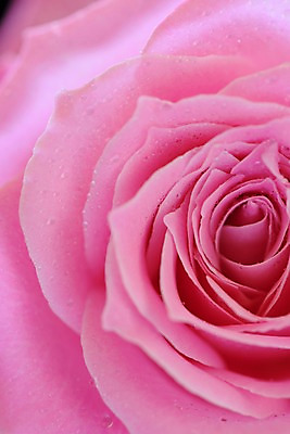 포토 JPG 식물 꽃 분홍색 한송이 근접촬영 사람없음 장미 물방울 이슬 국내포토 1 뷰포인트 컬러 송이 파일형식