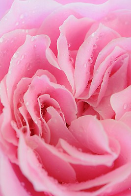 포토 JPG 식물 꽃 분홍색 한송이 근접촬영 사람없음 장미 물방울 이슬 국내포토 1 뷰포인트 컬러 송이 파일형식