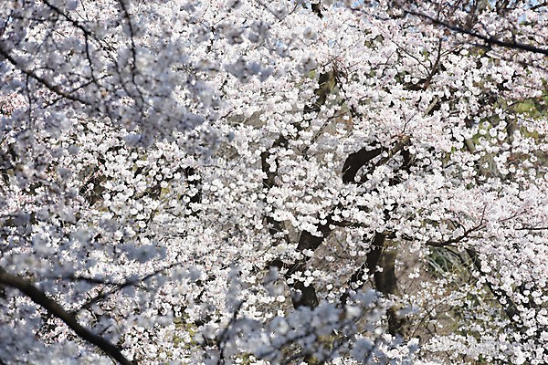 포토 JPG 주간 자연 풍경 사람없음 야외 일본 벚꽃 벚나무 국내포토 자연요소 나무 꽃 아시아 생태계 파일형식