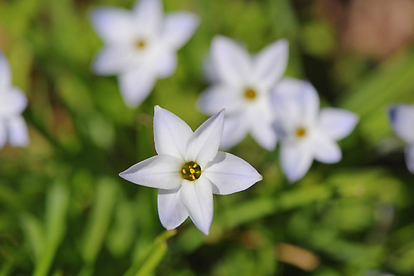 포토 JPG 식물 꽃 여러송이 사람없음 아웃포커스 흰색 별꽃 국내포토 컬러 다수 촬영기법 파일형식