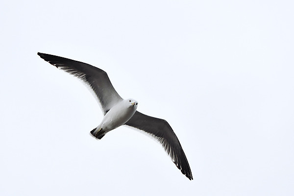 포토 JPG 주간 한마리 갈매기 하늘 사람없음 야외 일본 비행 치바 국내포토 자연요소 1 아시아 조류 파일형식