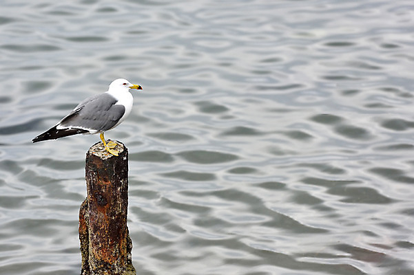 포토 JPG 주간 한마리 바다 갈매기 사람없음 야외 일본 말뚝 치바 국내포토 자연요소 1 아시아 조류 파일형식