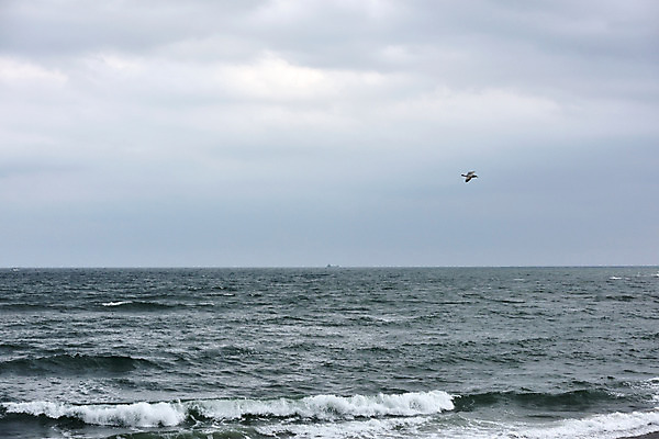 포토 JPG 주간 파도 바다 자연 조류 하늘 풍경 사람없음 야외 일본 비행 치바 국내포토 자연요소 동물 아시아 생태계 파일형식