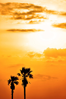 포토 JPG 주간 구름 실루엣 자연 하늘 풍경 사람없음 야외 야자수 일본 일몰 두그루 치바 국내포토 자연요소 나무 아시아 2 촬영기법 노을 생태계 파일형식