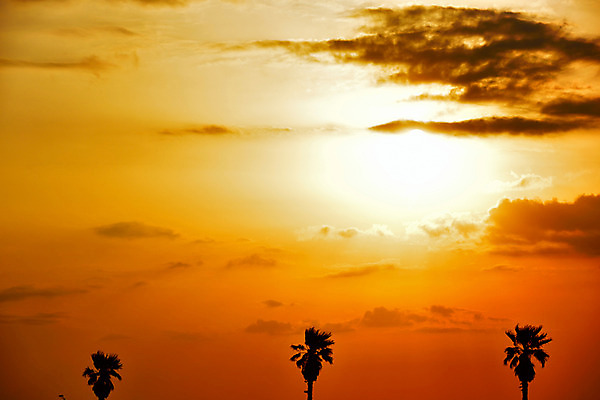 포토 JPG 주간 구름 실루엣 배경화면 백그라운드 자연 하늘 풍경 사람없음 야외 야자수 일본 일몰 세그루 치바 국내포토 자연요소 나무 아시아 촬영기법 3 노을 생태계 파일형식