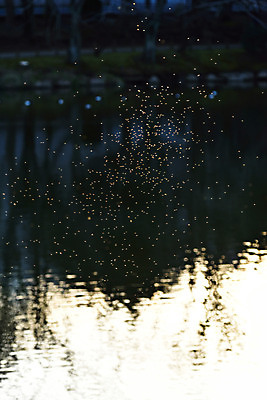 포토 JPG 주간 자연 사람없음 야외 물 빛 강 일본 개똥벌레 반딧불이 치바 국내포토 자연요소 아시아 곤충 벌레 생태계 파일형식