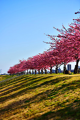 포토 JPG 주간 나무 하늘 여러그루 풍경 잔디 사람없음 야외 일본 내리막 에도가와 국내포토 자연요소 식물 아시아 다수 파일형식