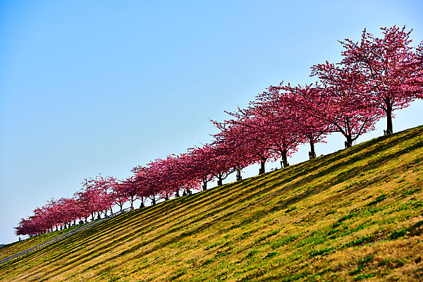 포토 JPG 주간 나무 하늘 여러그루 풍경 잔디 사람없음 야외 일본 내리막 에도가와 국내포토 자연요소 식물 아시아 다수 파일형식