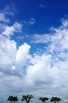 포토 JPG 주간 나무 구름 자연 하늘 여러그루 풍경 사람없음 야외 일본 오키나와 국내포토 자연요소 식물 아시아 다수 생태계 파일형식