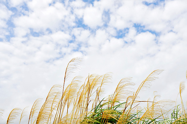 포토 JPG 주간 구름 배경화면 백그라운드 자연 하늘 갈대 풍경 사람없음 야외 일본 억새 갈대밭 억새밭 오키나와 국내포토 자연요소 식물 아시아 생태계 파일형식 갈대_식물