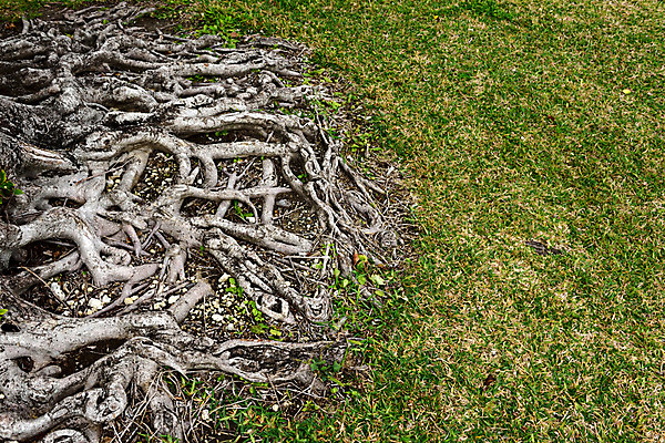 포토 JPG 주간 나무 자연 잔디 사람없음 야외 일본 나무뿌리 오키나와 국내포토 자연요소 식물 아시아 생태계 뿌리 파일형식