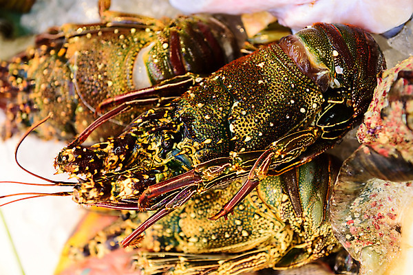 포토 JPG 음식 여러마리 식재료 사람없음 바닷가재 해산물 국내포토 다수 가재 파일형식