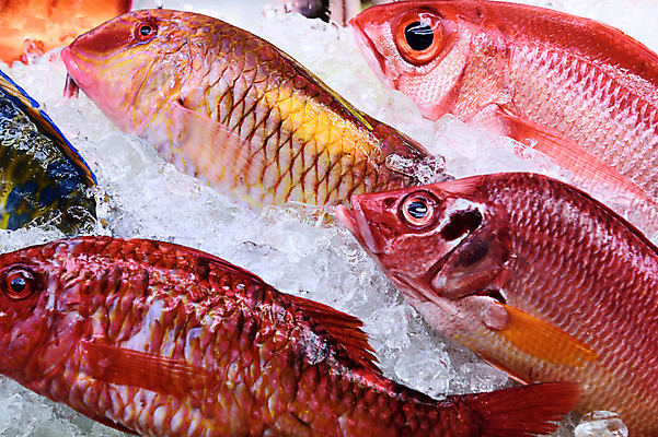 포토 JPG 음식 여러마리 식재료 종류 어류 사람없음 얼음 전시 해산물 수산시장 국내포토 자연요소 다수 수중동물 시장 파일형식