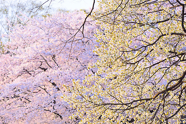 포토 JPG 주간 나무 식물 분홍색 풍경 사람없음 야외 노란색 일본 벚꽃 벚나무 도쿄 국내포토 자연요소 꽃 아시아 컬러 파일형식