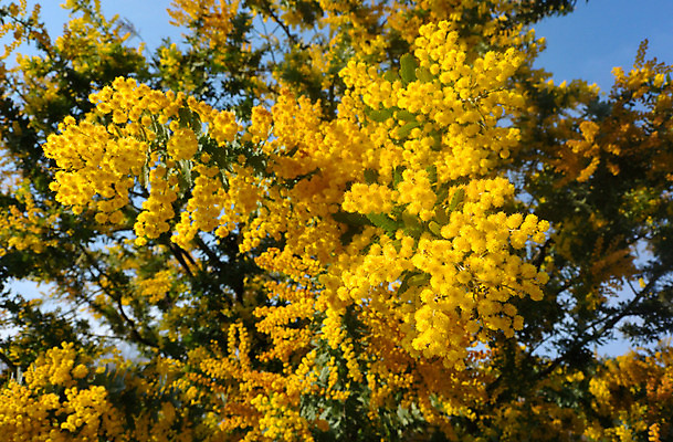 포토 JPG 주간 식물 공원 꽃 여러송이 꽃나무 사람없음 야외 노란색 일본 도쿄 요요기공원 국내포토 자연요소 나무 공공시설 아시아 컬러 다수 파일형식