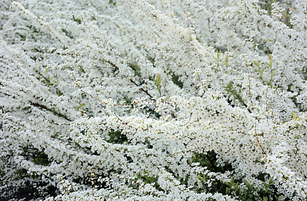 포토 JPG 주간 식물 공원 꽃 여러송이 꽃나무 사람없음 야외 일본 흰색 도쿄 요요기공원 국내포토 자연요소 나무 공공시설 아시아 컬러 다수 파일형식