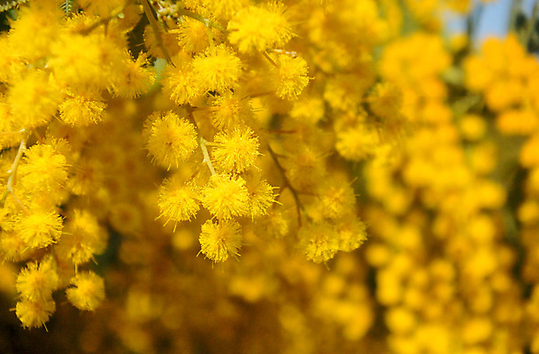 포토 JPG 주간 식물 공원 꽃 여러송이 꽃나무 사람없음 야외 노란색 일본 도쿄 요요기공원 국내포토 자연요소 나무 공공시설 아시아 컬러 다수 파일형식