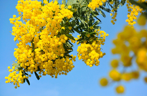 포토 JPG 주간 식물 공원 꽃 여러송이 꽃나무 사람없음 야외 노란색 일본 도쿄 요요기공원 국내포토 자연요소 나무 공공시설 아시아 컬러 다수 파일형식