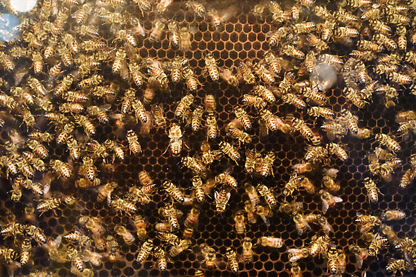 포토 JPG 동물 곤충 여러마리 사람없음 꿀벌 벌 벌집 국내포토 다수 벌_곤충 파일형식