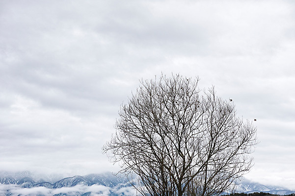 포토 JPG 주간 나무 자연 하늘 풍경 사람없음 야외 일본 앙상함 야마나시 국내포토 자연요소 식물 아시아 생태계 파일형식